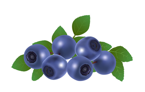Blueberries - Vektör, Görsel