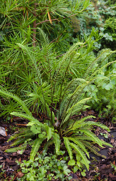 Fern Blechnum spicant. Deer Fern growing in flower bed in a garden in Norther Europe with evergreen trees. Gardening ideas - Photo, Image