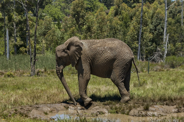 Elefantes hacen baño de barro en Chapel & Lapa reserve
 - Foto, imagen