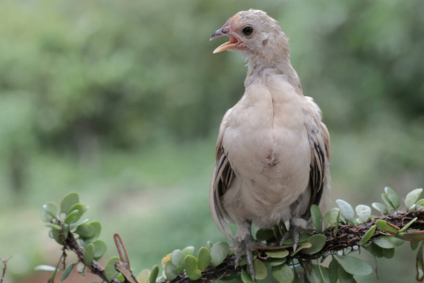 A chick is perched on a vine. This animal has the scientific name Gallus gallus domesticus. - Photo, Image