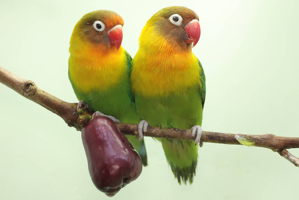 A pair of lovebirds are perched on a branch of a pink Malay apple tree. This bird which is used as a symbol of true love has the scientific name Agapornis fischeri. - Photo, Image