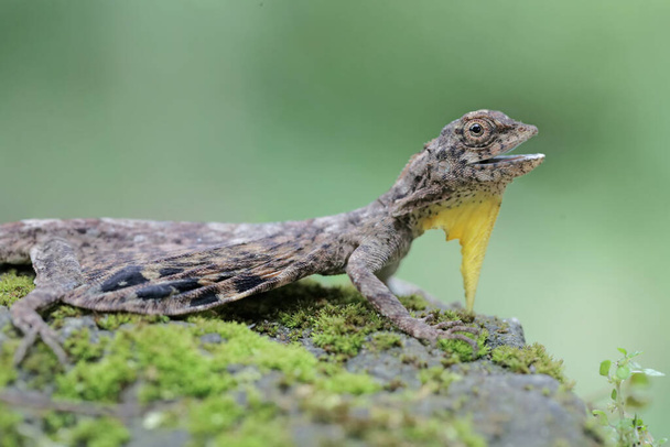 A flying dragon is sunbathing before starting its daily activities. This reptile that moves from one tree to another by sliding has the scientific name Draco volans. - Fotografie, Obrázek