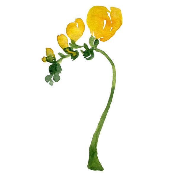 Yellow beautiful freesia. A watercolor illustration. Use this high quality hand drawn picture for cards, posters, home decor, wrapping paper, clothes and fabric, accessories, stationery.  - 写真・画像