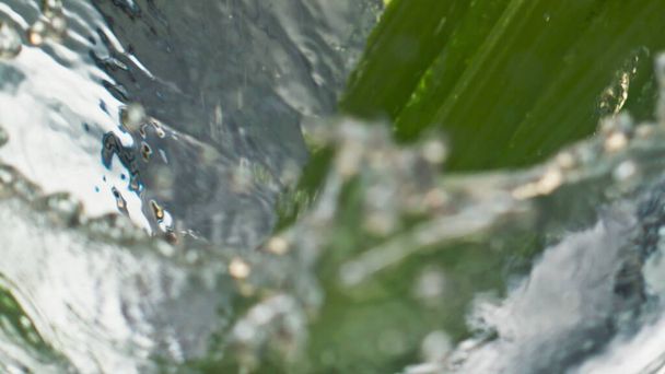 Closeup selderij stengels vallende plons glad water oppervlak in lichte achtergrond. Verse groene groente druppel borrelende vloeistof. Fitness koken caloriearm voedsel. Gezond levensstijl dieet voedingsconcept. - Foto, afbeelding