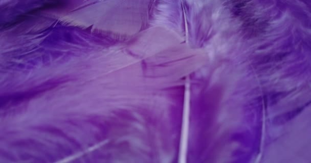 Lila Federn aus nächster Nähe. Schwungvolle Bewegung des Gefieders, violette Oberfläche. 4K-Zeitlupenvideo. - Filmmaterial, Video