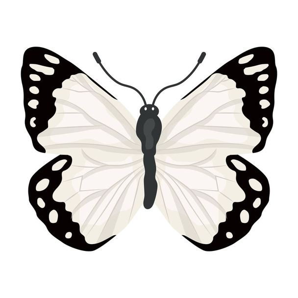 butterfly isolated on white background - Vektör, Görsel