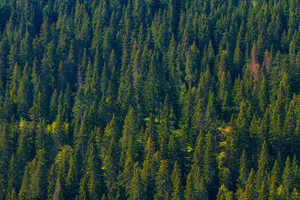 Closeup detail of the pine trees mountain forest - Zdjęcie, obraz
