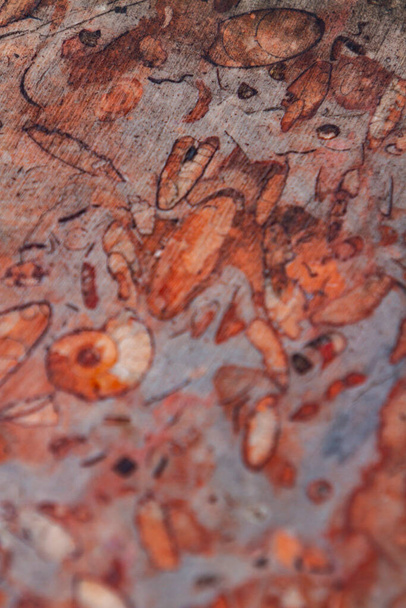 A vörös kövületes mészkő közeli részletei - Fotó, kép