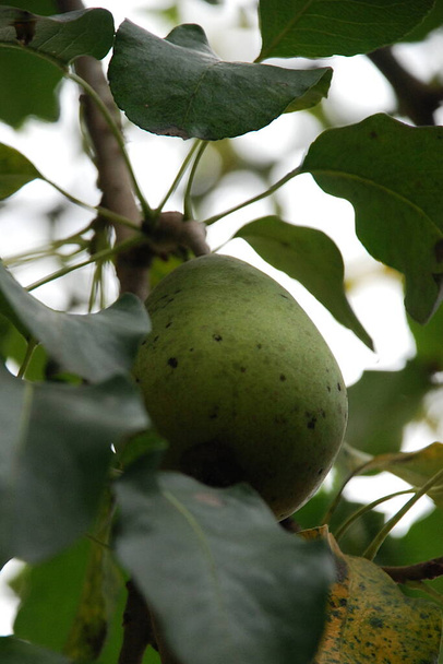 Common pear (Pyrus communis L.) - Photo, Image