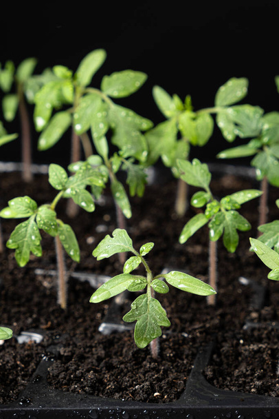 Growing tomatoes from seeds, step by step. Step 7 - the sprouts have grown - Foto, Imagen