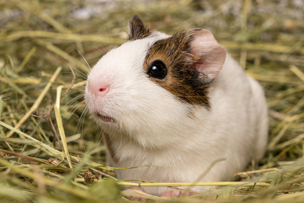 A cute little guinea pig sits in a pile of hay made of meadow grasses - Photo, Image