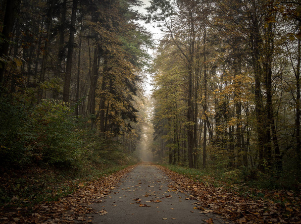 soft focus, un percorso escursionistico guidato attraverso la foresta in autunno con bellissimi paesaggi naturali - Foto, immagini
