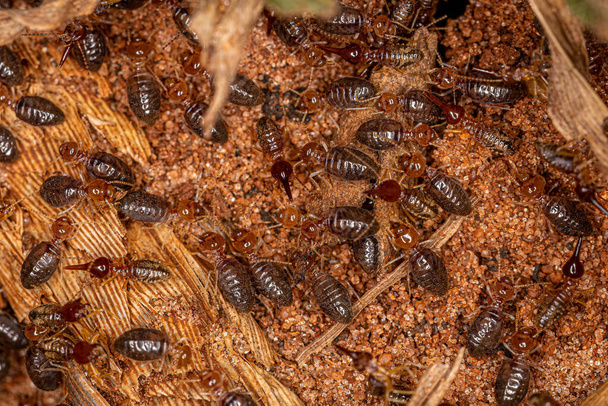 Pequeñas termitas superiores del género Rhynchotermes - Foto, imagen