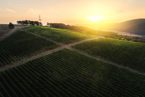 Campos agrícolas de vinha no campo, bela paisagem aérea durante o nascer do sol. - Foto, Imagem