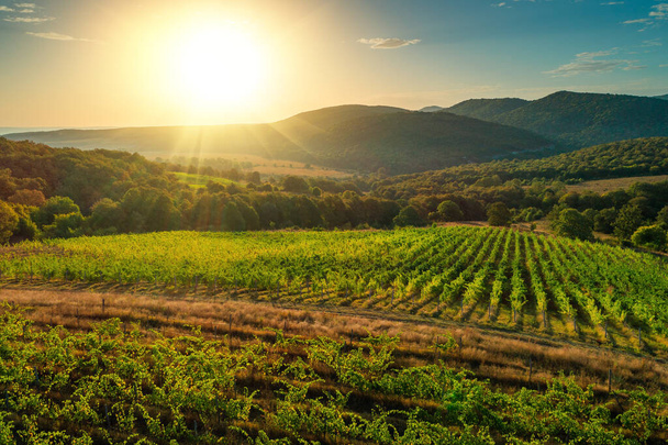 Szőlőültetvény mezőgazdasági területek a vidéken, gyönyörű légi táj napkeltekor. - Fotó, kép