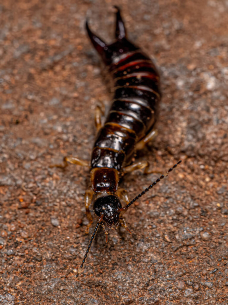 Pequeno Inseto Epidermapterano da Família Anisolabididae - Foto, Imagem