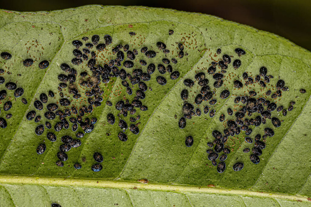 Citrus Black Fly種の昆虫アレウロカンサスwoglumi - 写真・画像