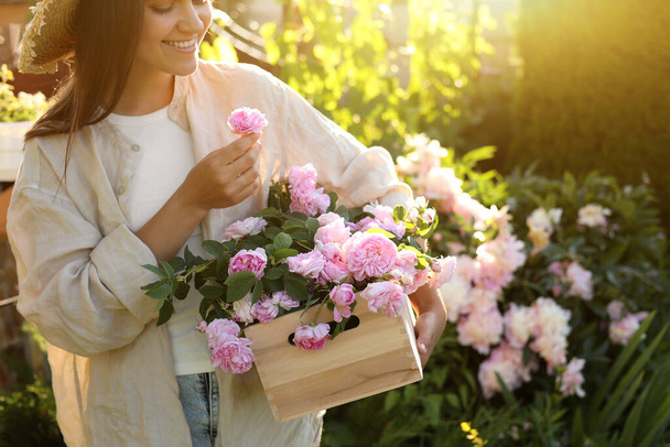 Young woman holding crate with beautiful tea roses in garden, closeup - Fotó, kép