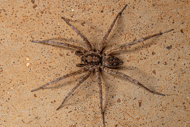 Adult Male Wolf Spider of the Family Lycosidae - Фото, изображение