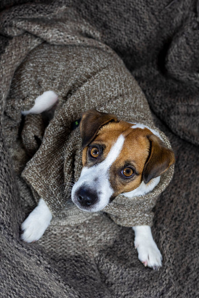 Jack Russell Terrier w swetrze z dzianiny z narzutą. Widok z góry.  - Zdjęcie, obraz