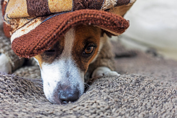 close-up of a jack russell terrier in a brown beret and a knitted sweater lies on the sofa - Photo, Image