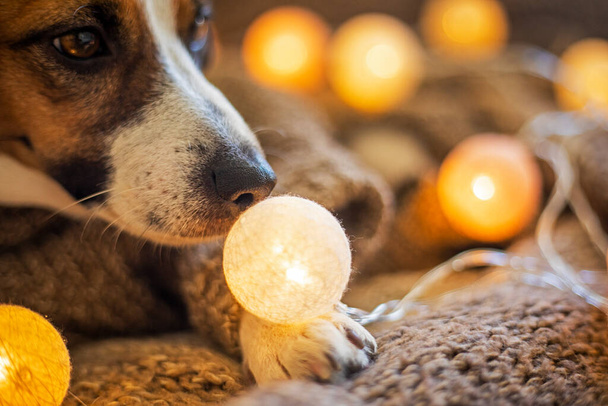 funny nose jack russell terrier olfatea la linterna de Navidad incluida. Navidad. - Foto, Imagen