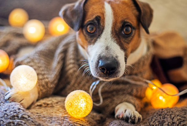 drôle Jack Russell terrier dans un pull brun tricoté avec des lanternes rondes allumé. Noël. - Photo, image