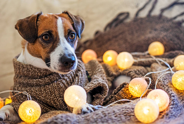 Jack Russell terrier kötött pulóverben fekszik egy bőrkanapén, kerek lámpákkal bekapcsolva. Ünnepi rendellenesség - Fotó, kép