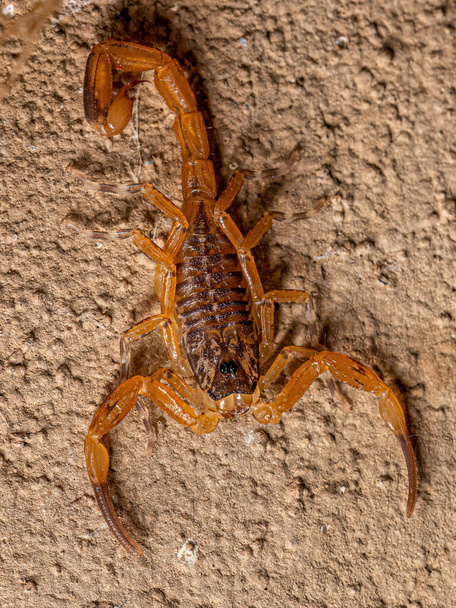 Małe brazylijskie żółte skorpiony z gatunku Tityus serrulatus - Zdjęcie, obraz