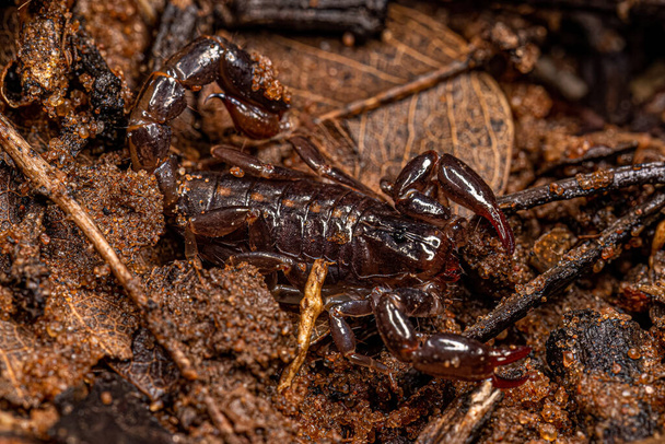 Small Black Scorpion of the Family Bothriuridae - Photo, Image
