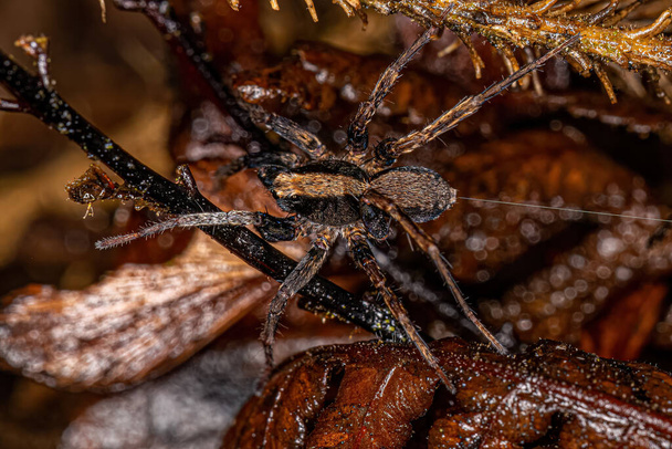 Adult Male Wolf Spider of the Family Lycosidae - Foto, imagen
