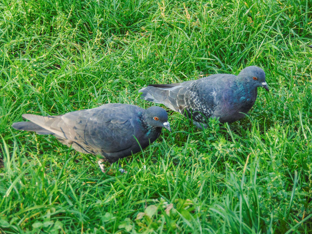 Dos palomas en el césped en Rumania - Foto, imagen