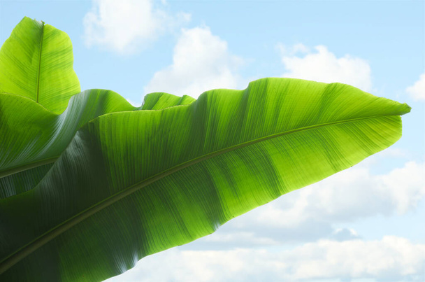 Fresh green banana plants against blue sky, low angle view. Tropical leaves - Фото, зображення