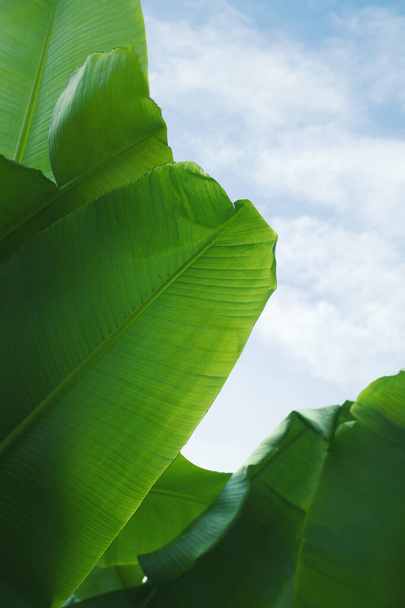 Fresh green banana plants growing outdoors. Tropical leaves - Фото, зображення
