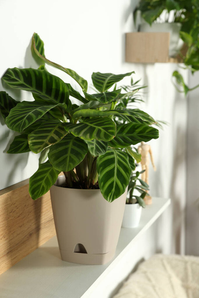 Calathea zebrina plant in pot on white wooden shelf indoors. House decor - Foto, afbeelding