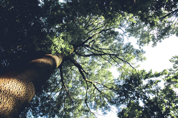 De stam van een grote boom. Takken op de achtergrond van de lucht. Goedemorgen in het bos. Zomer. - Foto, afbeelding