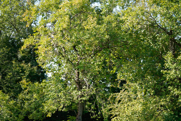 green trees in the forest - Valokuva, kuva