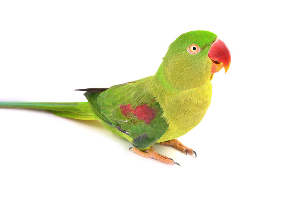 πουλί της Αλεξανδρινής parakeet - Φωτογραφία, εικόνα