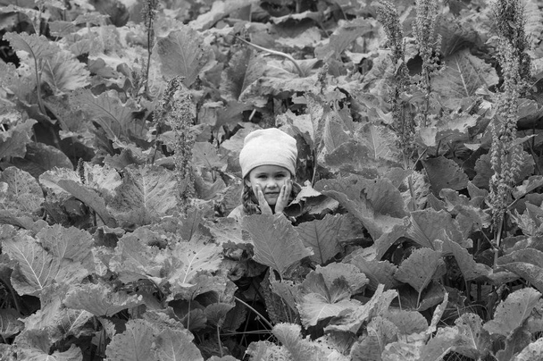 Sauerampfer Rumex confertus auf einem grasbewachsenen Untergrund, eine ausdauernde, nicht kultivierte Pflanze, ein Mädchen sitzt in einem Sauerampfer. - Foto, Bild