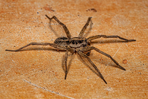 Adult Male Wolf Spider of the Family Lycosidae - Photo, Image