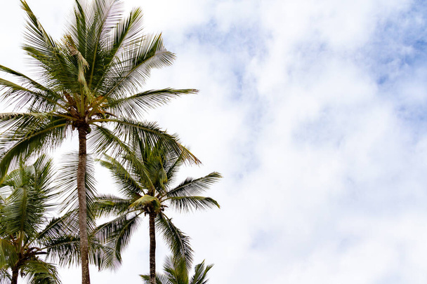 Высокие кокосовые пальмы на пляже Бразилии - Фото, изображение