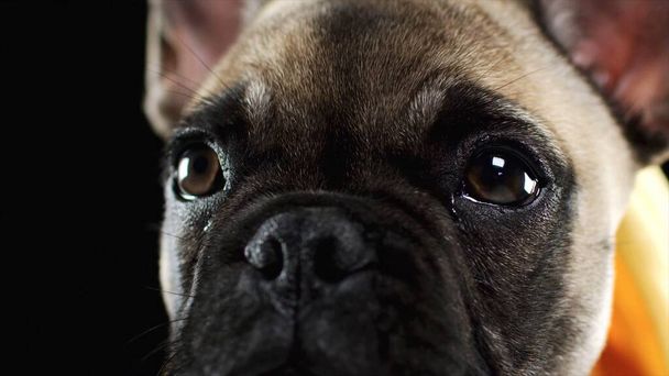 Schöner Hund sieht mit traurigen Augen aus - Foto, Bild