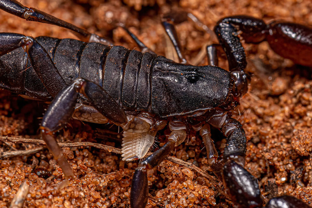 arthropod arachnid chelicerate scorpion of the Family Bothriuridae - Photo, Image
