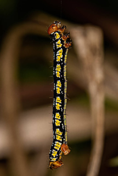 Papillon noir à pointe blanche Chenille de l'espèce Melanchroia chephise - Photo, image