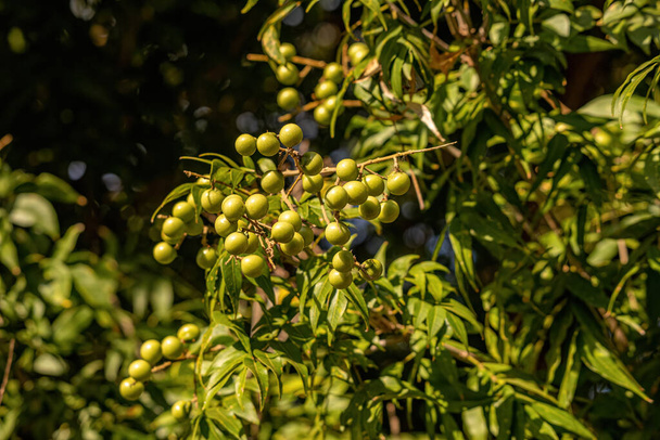 Siivenlehti Sapindus saponaria lajin hedelmät, valikoiva tarkennus - Valokuva, kuva