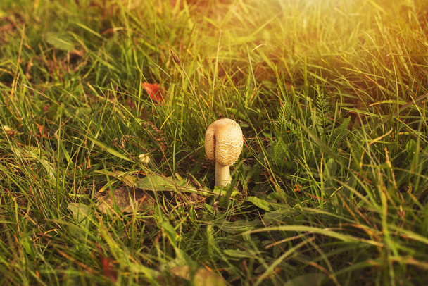 Mushrooms growing on the green meadow in autumn. High quality photo - Photo, Image