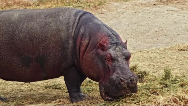 Hipopopotam jedzący trawę na podłożu gleby. - Materiał filmowy, wideo