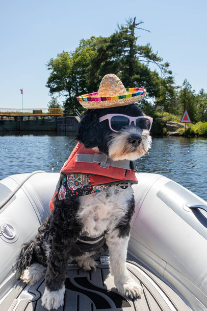 Bir yaz günü Kanada, Ontario 'daki Trent-Severn Su Yolu' nda Lovesick Kilidi 'nde güneş gözlüğü takan ve şapkalı bir köpek. - Fotoğraf, Görsel