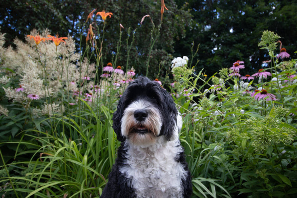 Bahçedeki Portekiz Su Köpeğinin portresi - Fotoğraf, Görsel