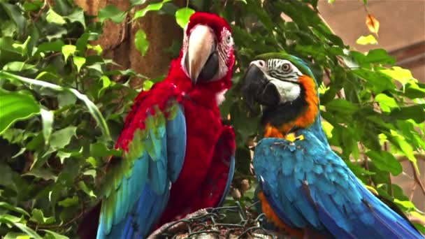 Perroquets colorés se toilettant mutuellement. - Séquence, vidéo
